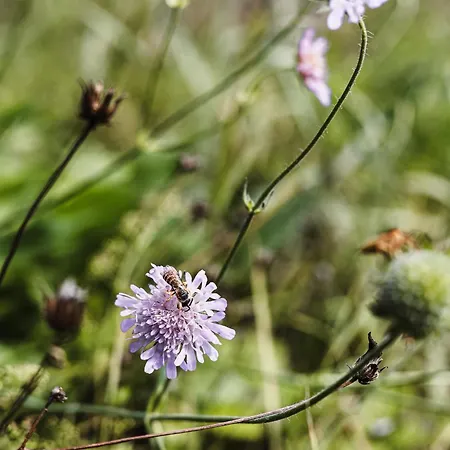 Dom wakacyjny Talblick 5, Mit Sauna Und Wunderschoenen Panoramablick Neu *