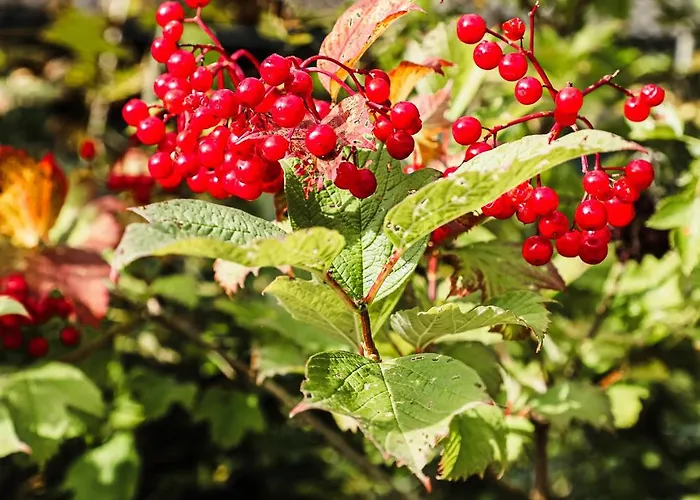 Talblick 5, Mit Sauna Und Wunderschoenen Panoramablick Neu بيت للعطل Walkenried